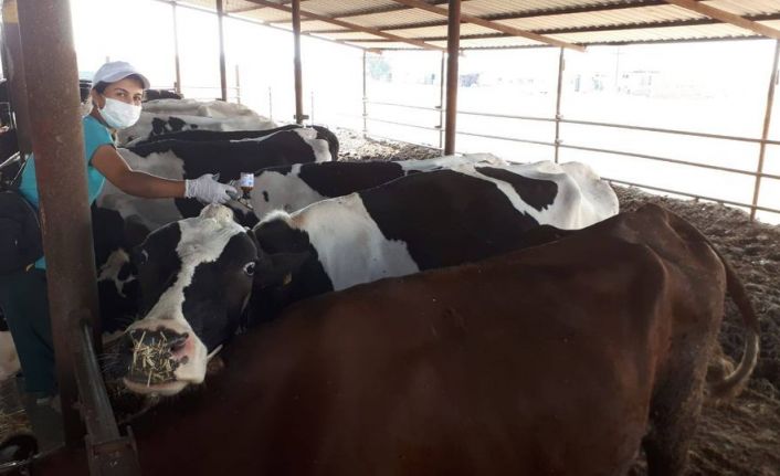 Salihli’de sonbahar şap aşılama kampanyası