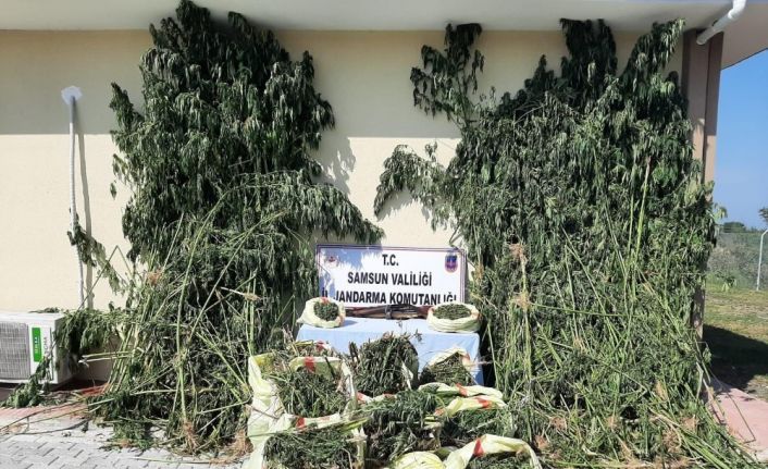 Samsun’da 81 kilo esrar ve 2 bin 600 kök kenevir ele geçirildi