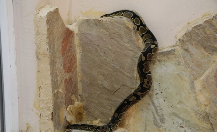 Senet mağdurlarını korkutmak için kullanılan kral piton hayvanat bahçesine konuldu