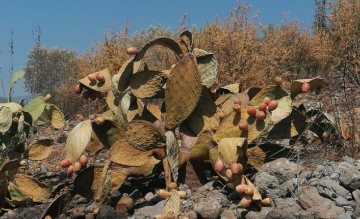 Tarım arazisindeki yangın, zeytin ağaçları ve Frenk incirlerini kül etti