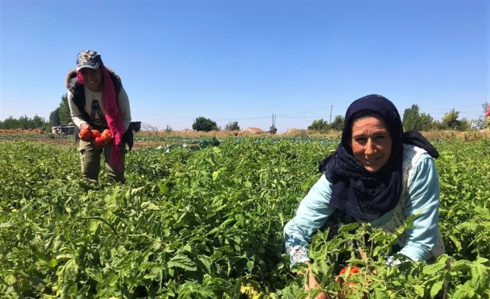 Tarlada 1 lira olan sofralık domates 4 katı fiyatla mutfağa giriyor