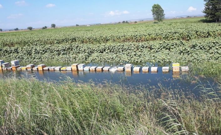 Tarladaki kovanları su bastı, arıcının hasat etmeye hazırlandığı ballar ziyan oldu