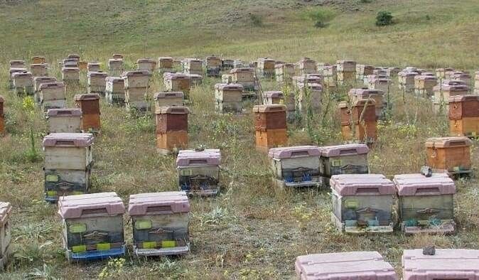 Trabzon Arıcılar Birliği Başkanı Aydın: "Trabzon’da bal üretimi geçen yıla oranla yüzde 15 arttı"