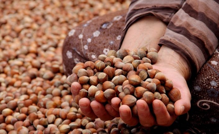 Türkiye son 10 sezonda fındıktan yaklaşık 20 milyar dolar döviz sağladı