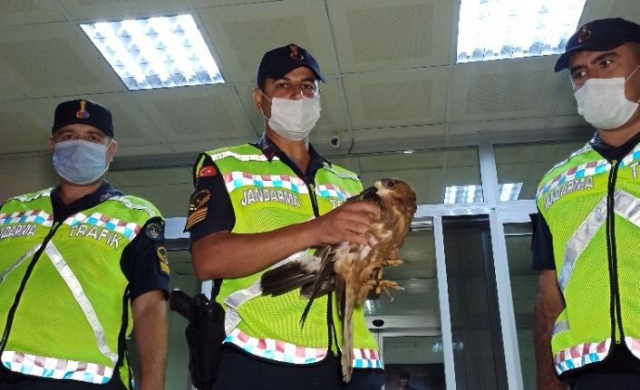 Yaralı kızıl şahine jandarma şefkati