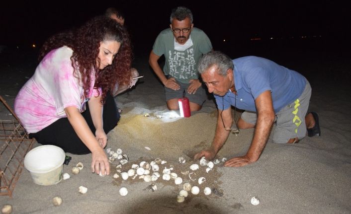 Yılın son caretta yavruları denizle buluştu