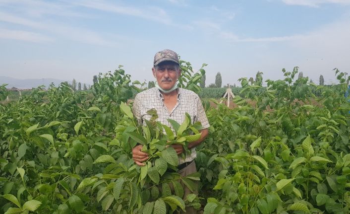 68 yaşında aldığı kurs hayatını değiştirdi, şimdi dünya ülkelerine pazarlıyor