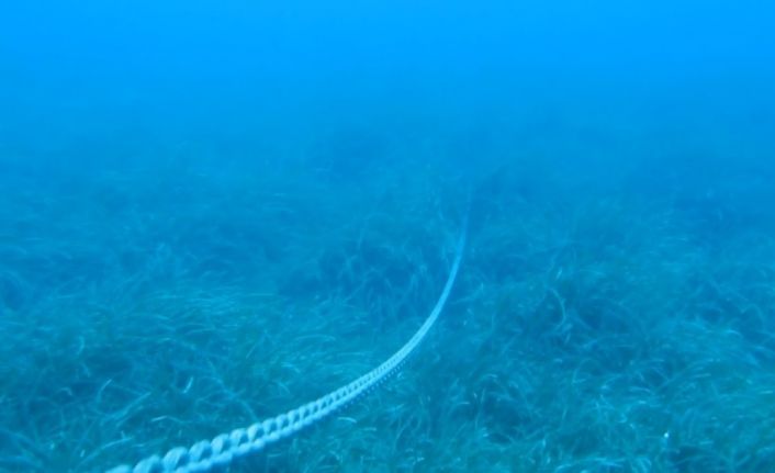 Akdeniz’in Amazon ormanları Posidonia’ya, çapa ve zincirler zarar veriyor