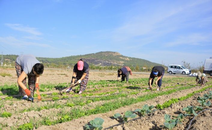 Aliağalı kadınlardan doğal tarım atağı