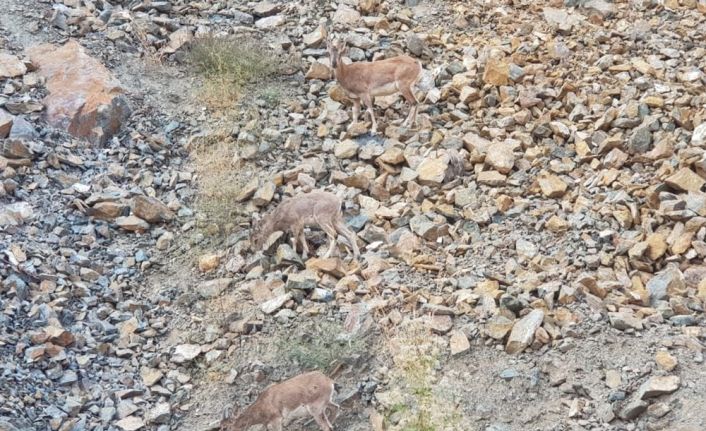 Artvin’de dağ keçileri görüntülendi
