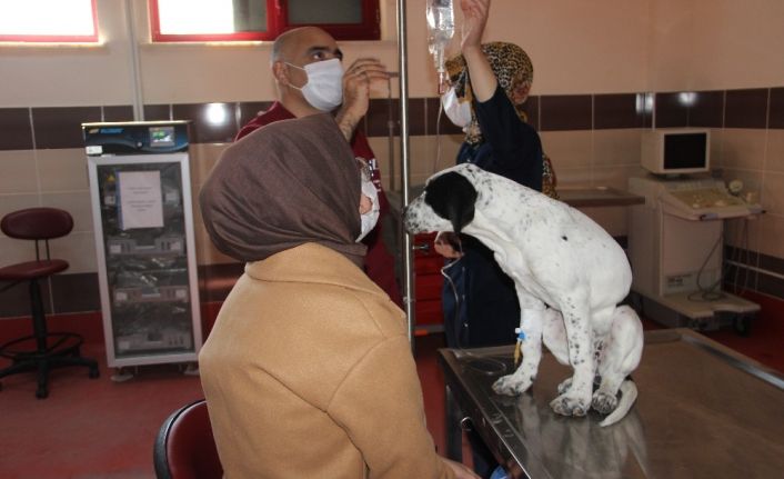 Atatürk Üniversitesi bünyesinde hizmet veren Hayvan Hastanesi hasta hayvanlar için umut oluyor
