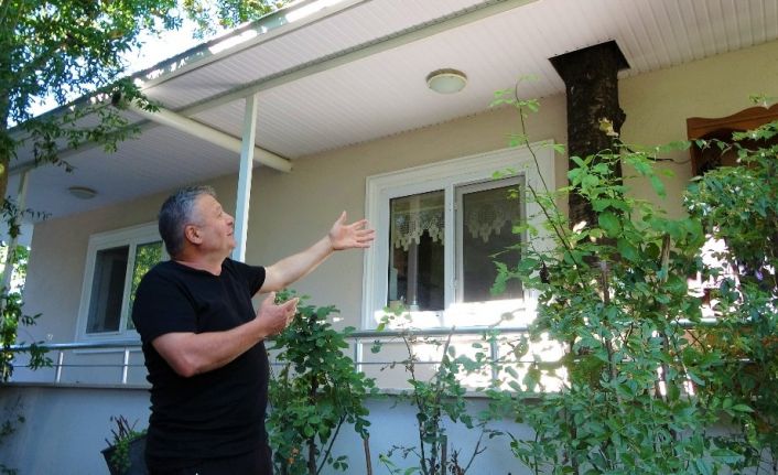 Baba mirası ağacı kesmeye kıyamadı, 8 yıldır evinin içerisinde ağaçla yaşıyor