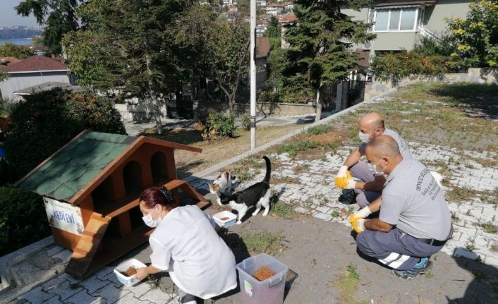 Beykoz Belediyesi 4 Ekim Hayvanları Koruma Gününde sokak hayvanlarını unutmadı
