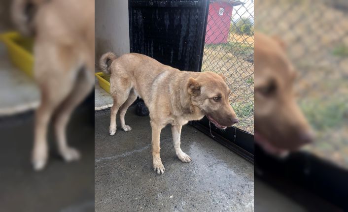 Bingöl’de arka ayakları aksayan köpeğe belediye sahip çıktı