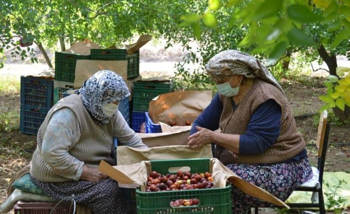 Bir ağaçtan 20 kilogram elde ediliyor, kilosu 10 TL’den satılıyor