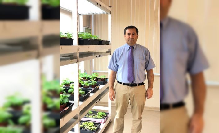 Bitki hücrelerinden korona virüsün insanı enfekte etmesini gerçekleştiren ‘Furin’ enzimi üretildi