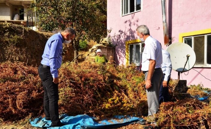 Buldan’da 810 dekar alanda 300 ile 350 ton arası kestane hasadı devam ediyor