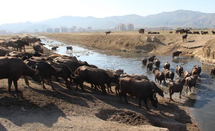 Burası Afrika bozkırları değil ’Afyonkarahisar’