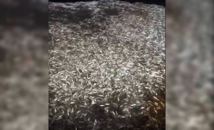 Çanakkale’de boyları küçük olan 15 ton balık geri salındı