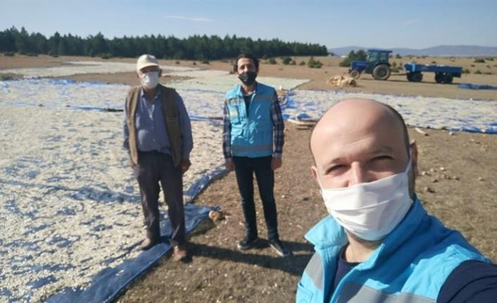 Çavdarhisar’da çerezlik kabak hasadı başladı