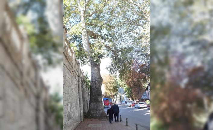 Çevre ve Şehircilik İl Müdürlüğü: "Çınar ağacı 290-300 yaşlarında"