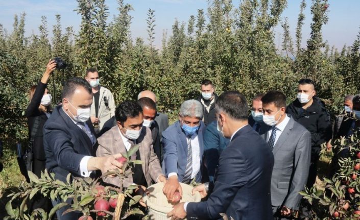 DAP ve DAKA’dan Ahlat’taki elma yetiştiricilerine destek
