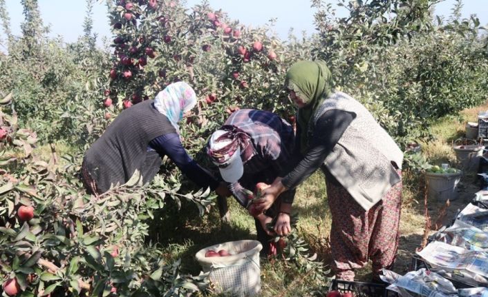 DAP ve DAKA’dan Bitlis’teki elma yetiştiricilerine yüzde 50 destek