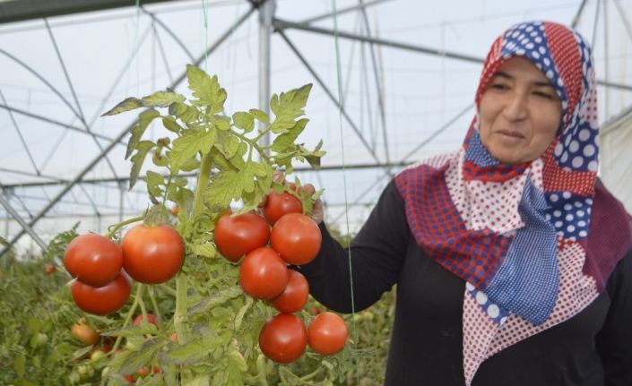 Devlet desteği ile kurdukları seralardan yılın 10 ayı ürün alıyorlar