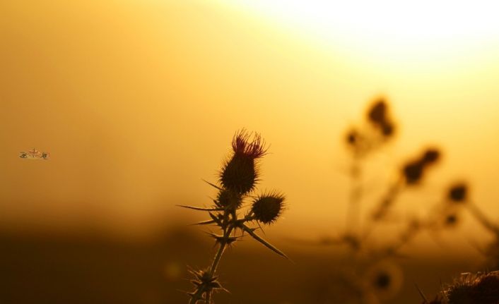 Doğu’da hava sıcaklığı mevsim normallerinin 2 ila 4 derece üzerinde seyrediyor