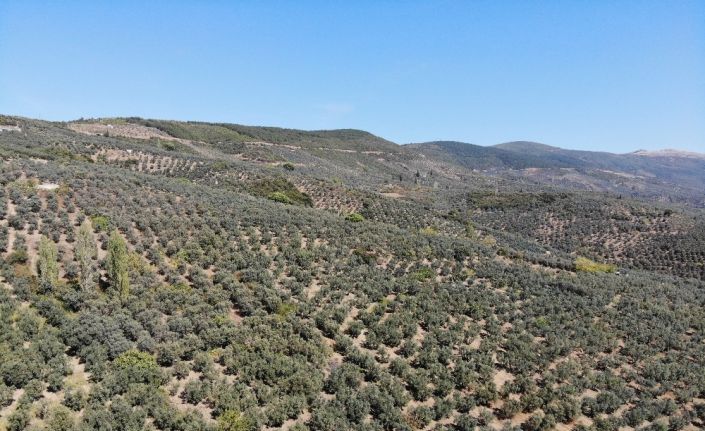 Doludan zarar gören zeytinleri 2 kat fazla fiyat vererek belediye aldı