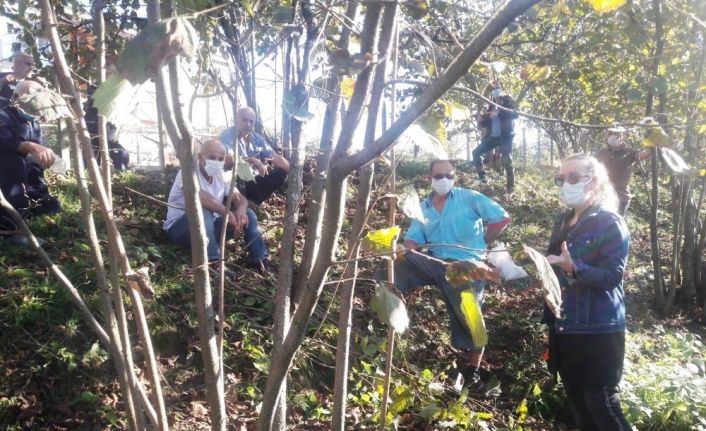 Fındıkta verimi artırmak için eğitimler devam ediyor