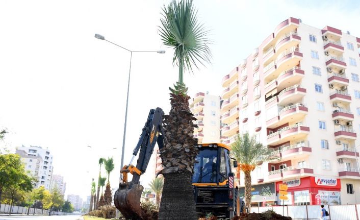 Forum Katlı Kavşağı Projesindeki 113 ağaç sökülerek yeni yerlerine dikiliyor