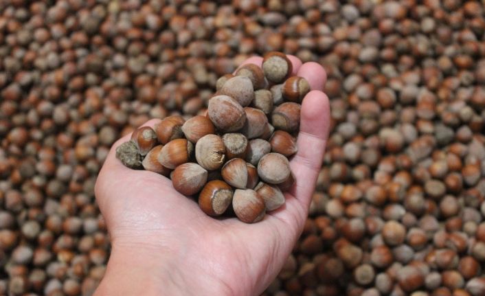 Giresun’da 26 liraya kadar çıkan fındık fiyatlarında düşüş yaşanıyor