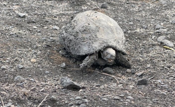 Hatay yangınından yürek yakan görüntüler