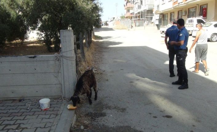 İki kız kardeş sokakta başıboş gezen keçiyi iple bağladıktan sonra polisi aradı