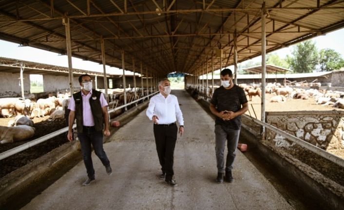 İl Tarım ve Orman Müdürü Şahin, "Asıl sorun ette değil otta"