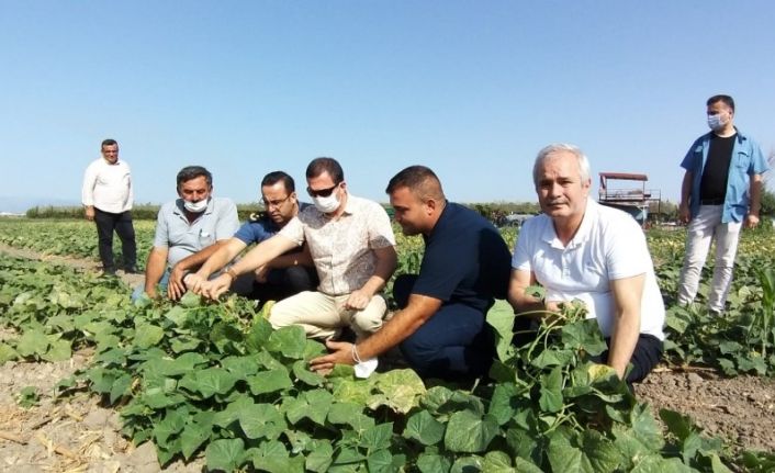 Kaymakamlar tarlada çiftçilerle hasat yaptı