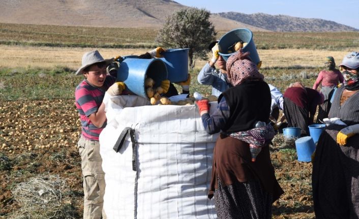 Kayseri’de patates hasadı başladı
