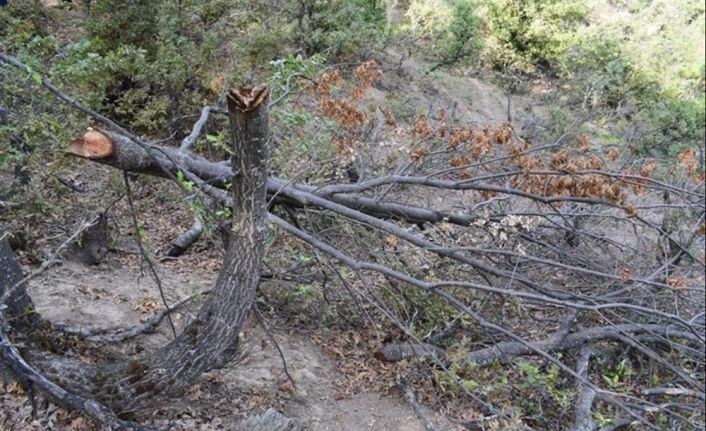 Keçilerine yedirmek için 34 meşe ağacını kesen çobana 12 bin lira ceza