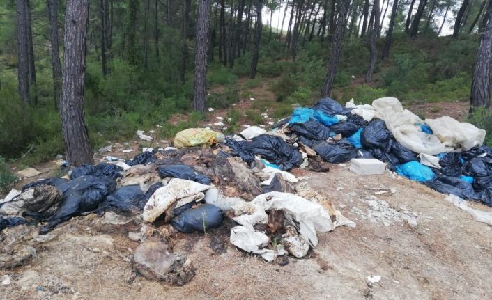 Kesilen domuzların ormana atılan iç organları iş makineleriyle toplandı