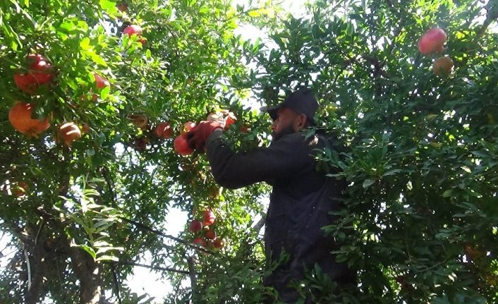 Kilis’te nar hasadı başladı