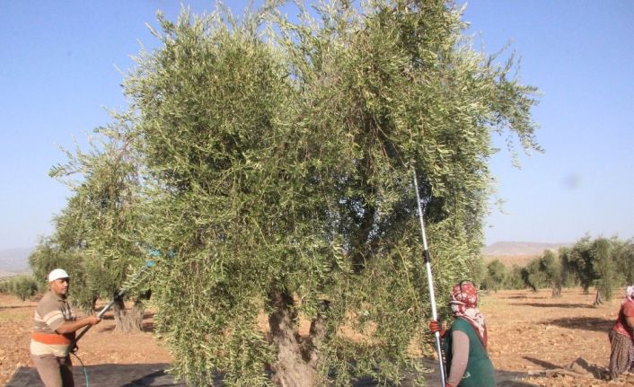 Kilis’te zeytinde erken hasat dönemi
