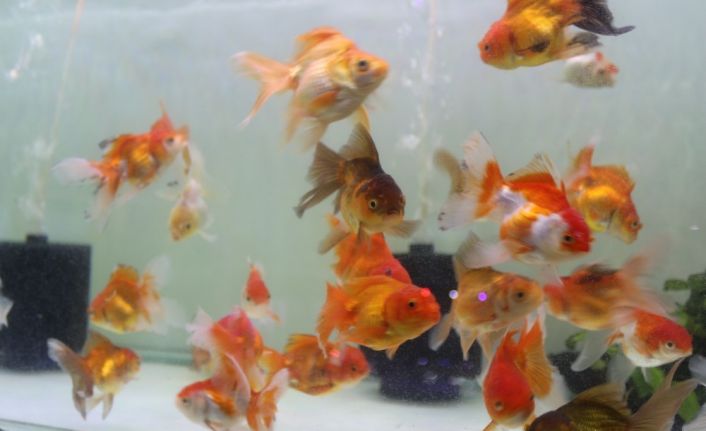 Korona virüs akvaryum balığı ithalatını vurunca fiyatlar yüzde 100 arttı