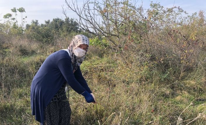 Korona’ya karşı kuşburnu "Dağlarda yetişiyor, faydası saymakla bitmiyor"