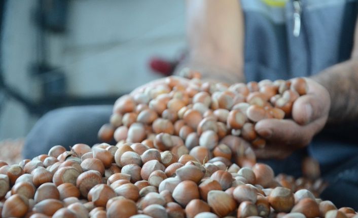 Ordu’da serbest piyasada fındık 24 liradan işlem görüyor