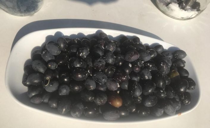 Osmancık’ta zeytin hasadı başladı