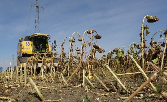(Özel haber) Muş’ta ilk defa ekimi yapılan çerezlik ay çekirdeği hasadına başlandı