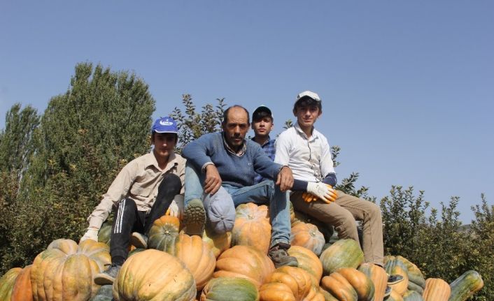 Rekoltesi bin tonun üzerine çıkan Isparta’nın bal kabağına pazar aranıyor
