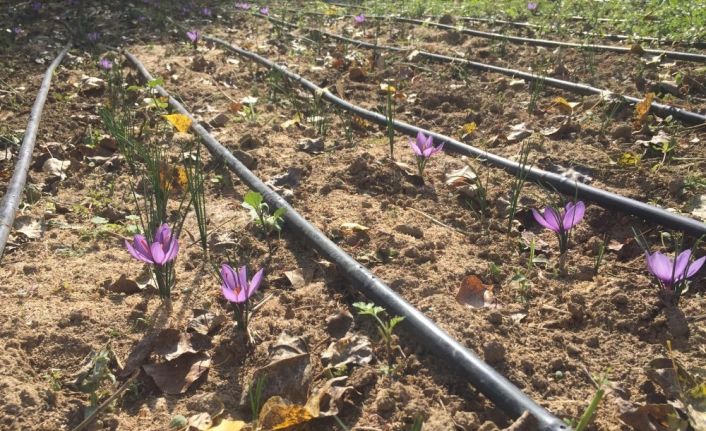 Safran bitkisi deneme ekiminden olumlu sonuç