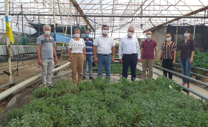 Serik’ten Van’daki 10 kadın çiftçiye 10 bin 400 adet tüplü lavanta fidesi